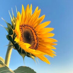 A close-up of a sunflower under intense sunlight, petals glowing against a deep blue sky, sunflower sunlight, summer vitality