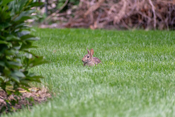 A young small rabbit chills in the green backyard grass looking for predators.