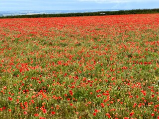 colorful field of red poppies