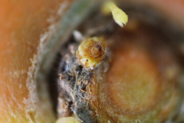 Macro shot of rotten carrot with slimy surface, off smell and mold