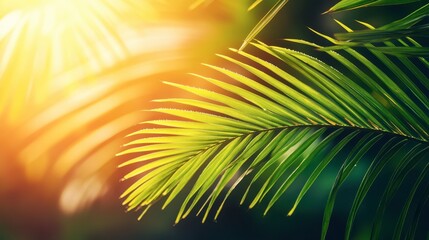 Obraz premium Lush Green Palm Leaves in Warm Sunlight