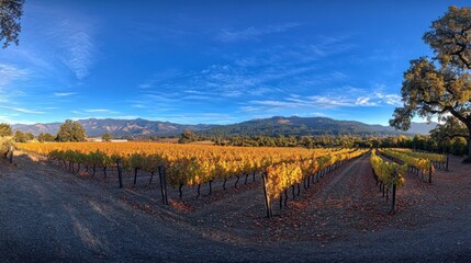 Fototapeta premium Scenic Vineyard Landscape at Sunset in Autumn