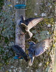 Starling alighting at a bird feeder.