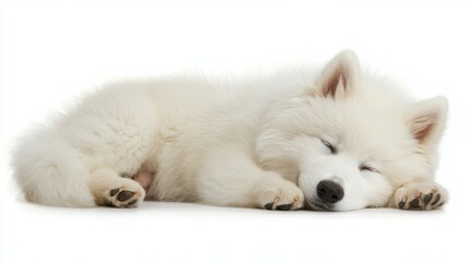 Obraz premium Charming samoyed dog with fluffy white fur on white background portrait photography pet lifestyle indoor setting close-up view for dog lovers