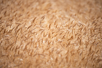 Wheat background. The agriculture. Gold sprouts of wheat in soil. Harvest in farm. Wheat field background. Background and texture for harvest. Background of ripening ears of wheat field.