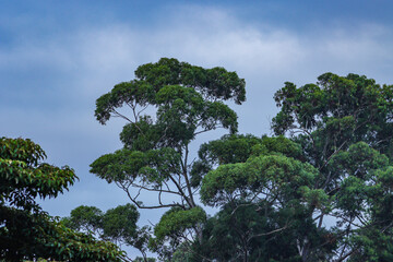 Fototapeta premium tree canopy amongst the clouds
