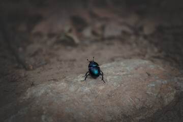 A selective blur highlights a scarab beetle from the Scarabaeidae family. The beetle's intricate details are in focus, showcasing its hard exoskeleton and characteristic features. Scarabaeidae are kno