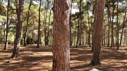 A peaceful forest scene featuring a cluster of trees and trunks, showing the tranquility of nature without any human presence