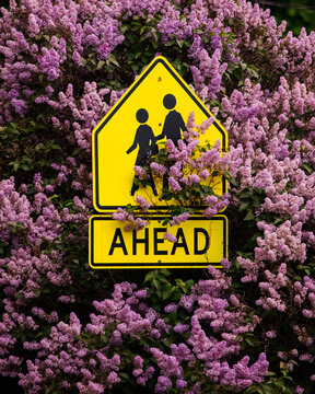 Pedestrian sign with pink and purple spring lilac flowers