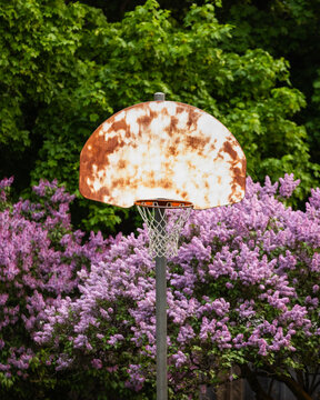 Old rusted basketball hoop in spring lilacs