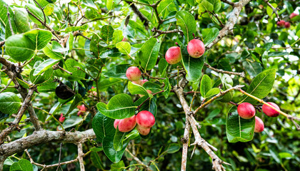 Tropical fruit growing plants southeast asia malaysia