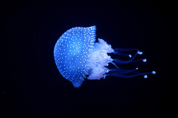Bioluminescent Jellyfish Phyllorhiza punctata white-spotted jellyfish aka floating bell, Australian...