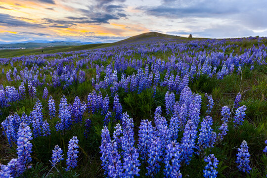 Lupine wildflowers blanketing a hill in the spring of Montana