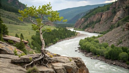 A tiny aspen tree growing on the rocky outcroppings of a winding river its roots exposed to the air, natural scenery, tiny aspen, aquatic plants, rocky riverbank, forest vegetation