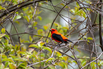 A beautiful Scarlet Tanager with Black and Orange Plumage Perched on a branch.