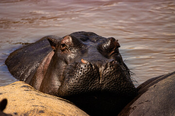 Hippopotamus in River