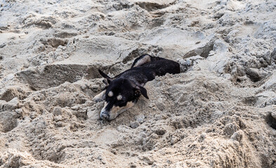 Stray dog in the sand relaxing enjoying tropics
