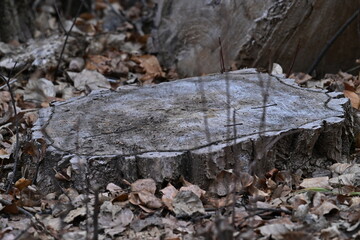 Autumn leaves in the forest,  A stump
