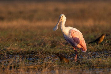 Roseate spoonbill (Platalea ajaja) in southwest Florida