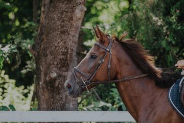Obraz premium Close-up of a brown horse with a bridle, standing near a wooden fence in a lush green environment, exuding elegance and strength in a natural setting.