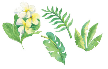 leaves and flower isolated on white