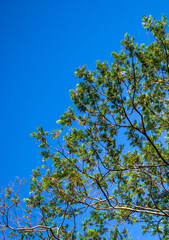 Sandalwood Tree Green Leaves Under Azure Blue Sky in Hawaii.