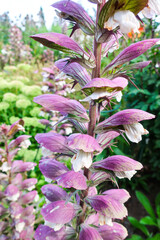 Architectural Acanthus Blossoms
