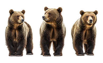 Fototapeta premium Brown Bear Illustration on Transparent Background