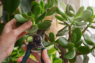Closeup person's hands pruning Jade houseplant with garden shears