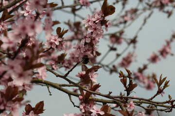 cherry blossom with bumblebee