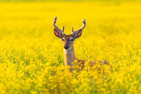 Whitetail deer in the yellow fields covered in pollen during the spring golden hour of Montana