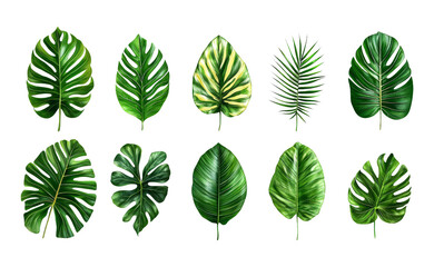 Fototapeta premium Tropical Leaves Collection on Transparent Background