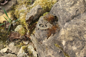 reptile on stone