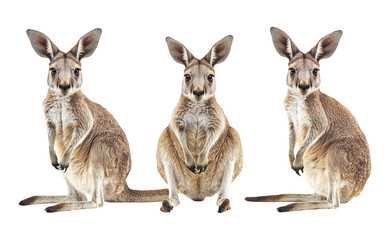 Kangaroo Trio on Transparent Background