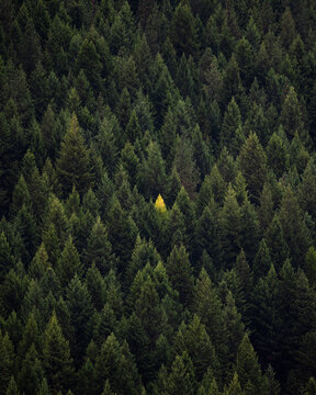 Unique pine tree alone in the forest standing out amongst the crowd  in the mountains of Montana