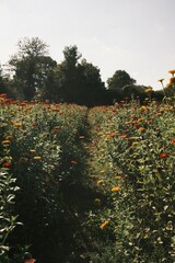 Flower Field in Full Bloom