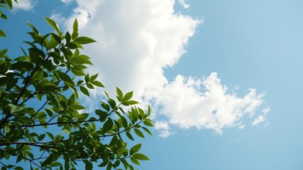 Obraz premium Gentle breeze rustling the leaves as soft grey clouds drift lazily across a serene blue sky with a few scattered white puffs, gentle movement, grey clouds