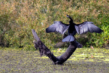 A majestic darter drying two glossy black wings in a swampy australian lake on a rainy day