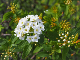 Spiraea cantoniensis, white flowers in inflorescence, close up. Bridalwreath spirea or Cape may is...