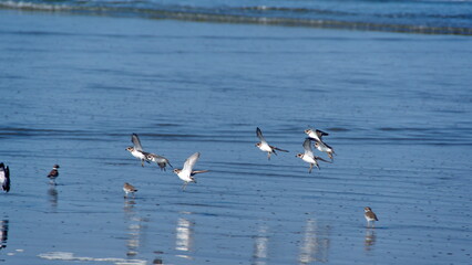 Flock of semipalmated plovers (Charadrius semipalmatus) taking flight on the beach in Canoa, Ecuador