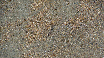 Small sea worm in very shallow water on the beach in Canoa, Ecuador