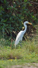Great egret (Ardea alba) eating a lizard in a park by the beach, in Canoa, Ecuador