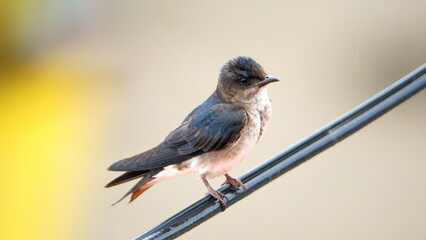 Barn swallow (Hirundo rustica) perched on a power line in Canoa, Ecuador