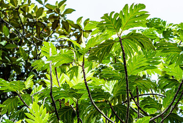 Tropical plants flowers southeast asia jungle lush green rich