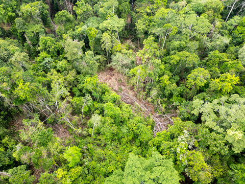 Aerial view showing an area of brazilian Amazon rainforest with signs of logging with several clearings where trees have been cut down