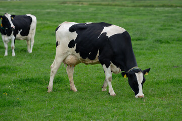 Holstein cows at pasture. Mature cow. Cows on a meadow. Black and white cow on green meadow. Cow Farm with dairy cattle on field in countryside farm. Cow herd at field.