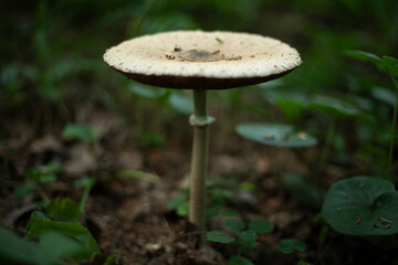 Pale grebe. A poisonous mushroom. White Fly Mushroom.