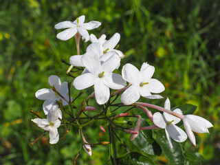 Pink Jasmine or Jasminum polyanthum flowers and buds, close up. Popular vine shrub is evergreen,...