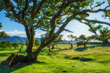 Centuries-old til trees in fantastic magical idyllic Fanal Laurisilva forest on sunset. Madeira island, Portugal