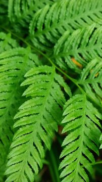 Pteris tremula Australian brake, tender brake, tender brakefern, shaking brake leaves close up. Camera slide